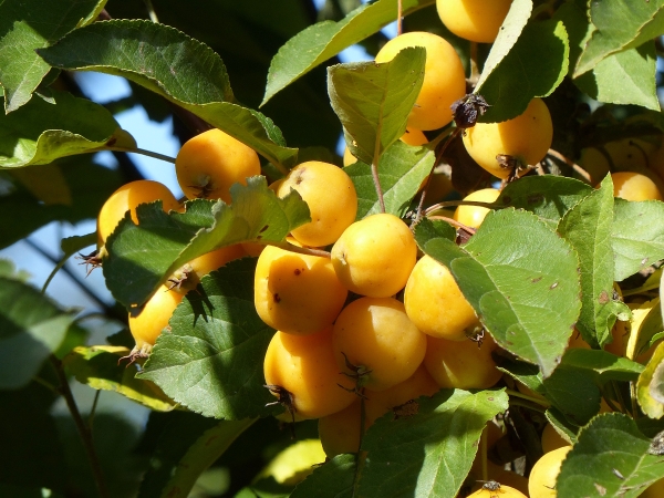 Zierapfel 'Butterball'